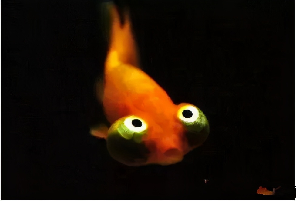 金鱼在38度的水温还能活吗,金鱼在18度水温会不会死