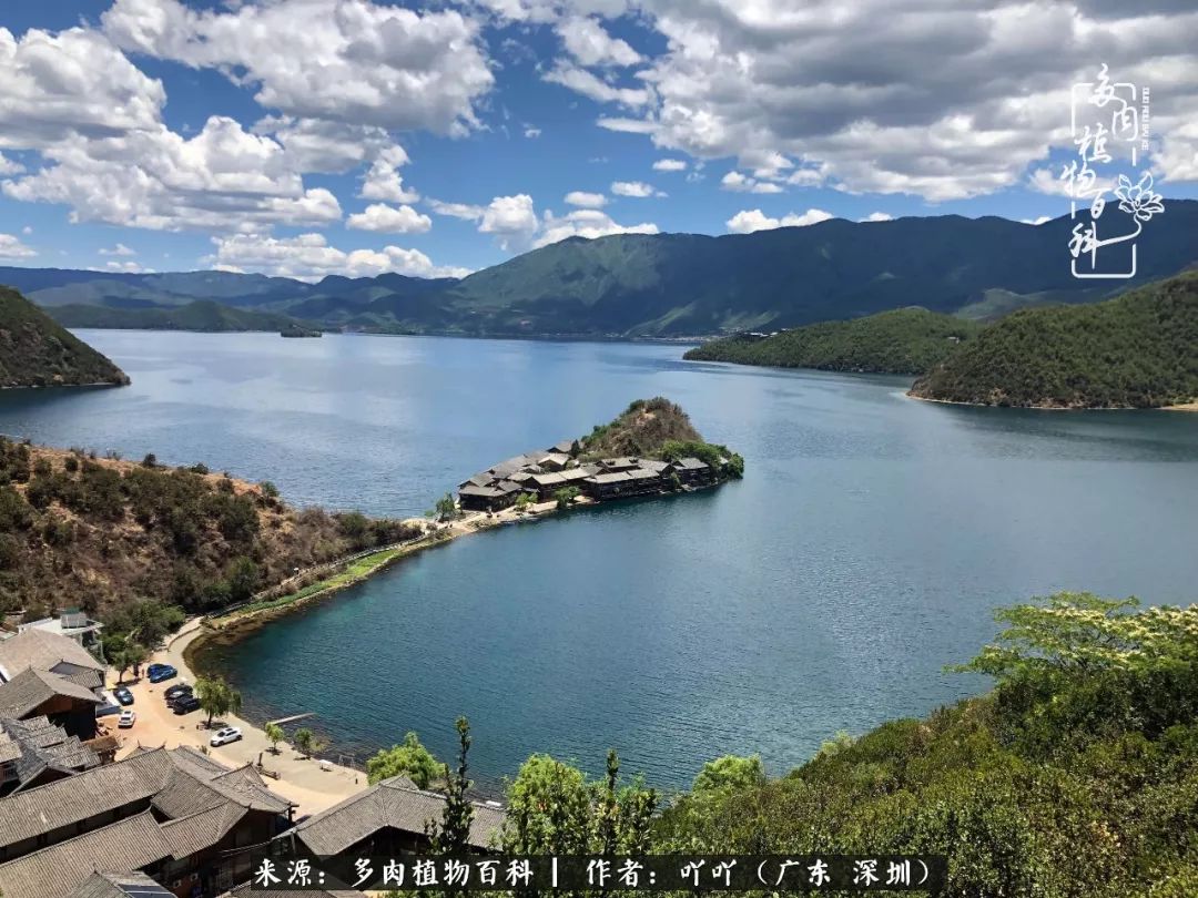 涓冨僵浜戝崡澶氳倝,浜戝崡澶氳倝涔嬫梾