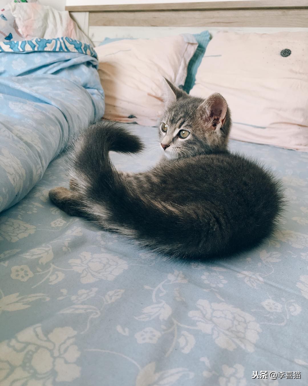 幼猫的各种叫声代表什么,幼猫的叫声越来越微弱是什么征兆