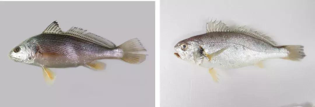 真正的黄花鱼是什么样,真假黄花鱼口感