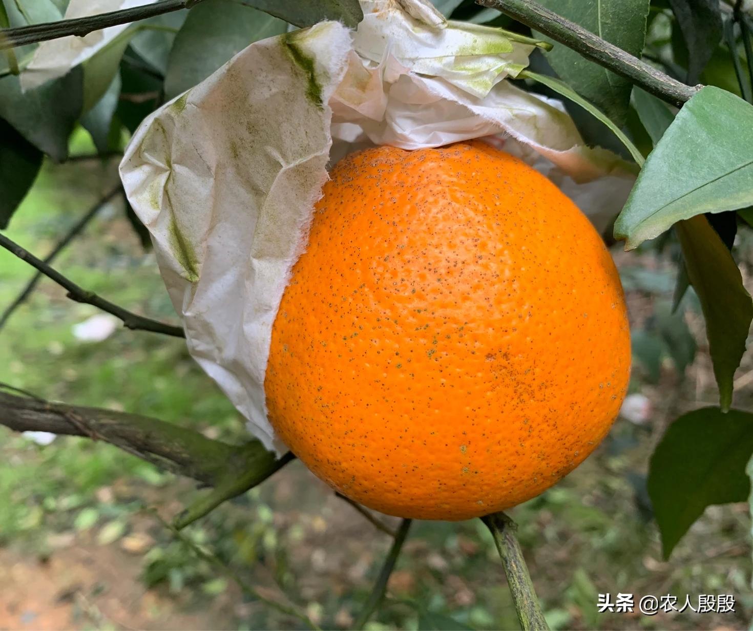 柑橘流胶病树脂病专用药,氟啶胺对柑橘树脂病有效吗