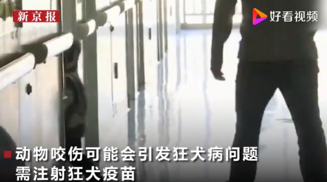 被老鼠咬伤要打狂犬疫苗吗,被老鼠咬伤后要不要打狂犬疫苗