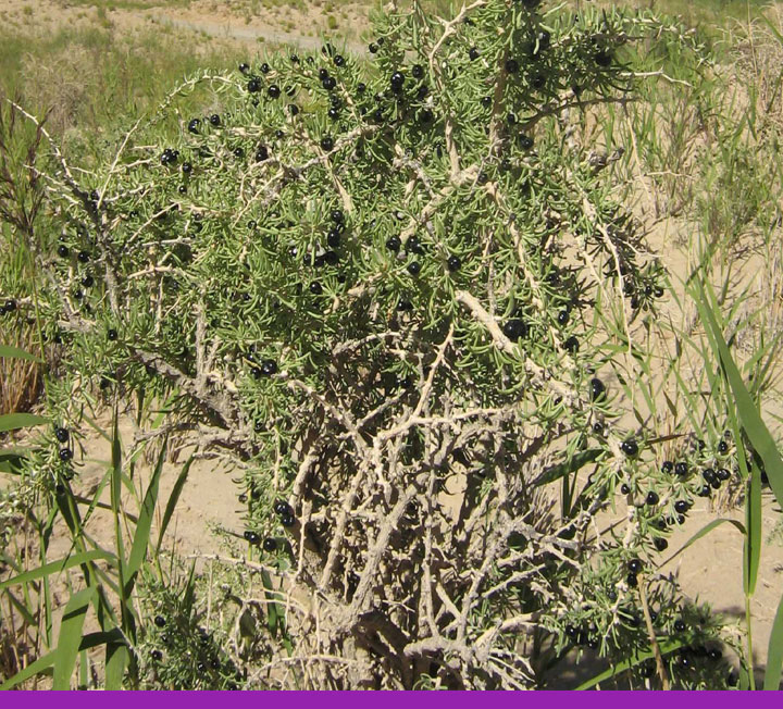 200一斤的黑枸杞,2000一斤的枸杞