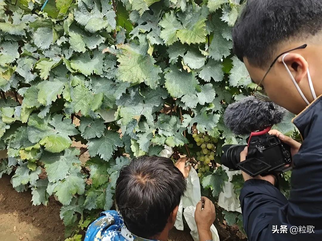 住商中农肥料怎么样,住商肥料助力精品农业