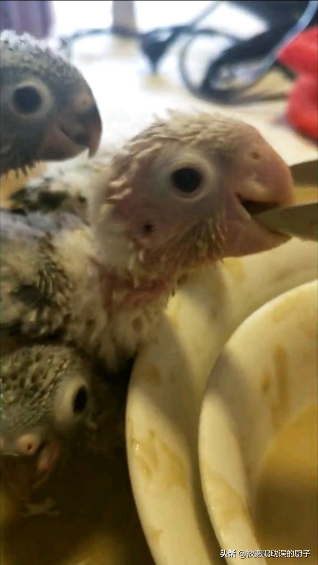 鹦鹉到家容易死,鹦鹉接回来怎么养