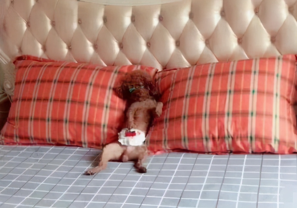 泰迪怀孕怎么照顾有助生产,泰迪怀孕前期有啥表现