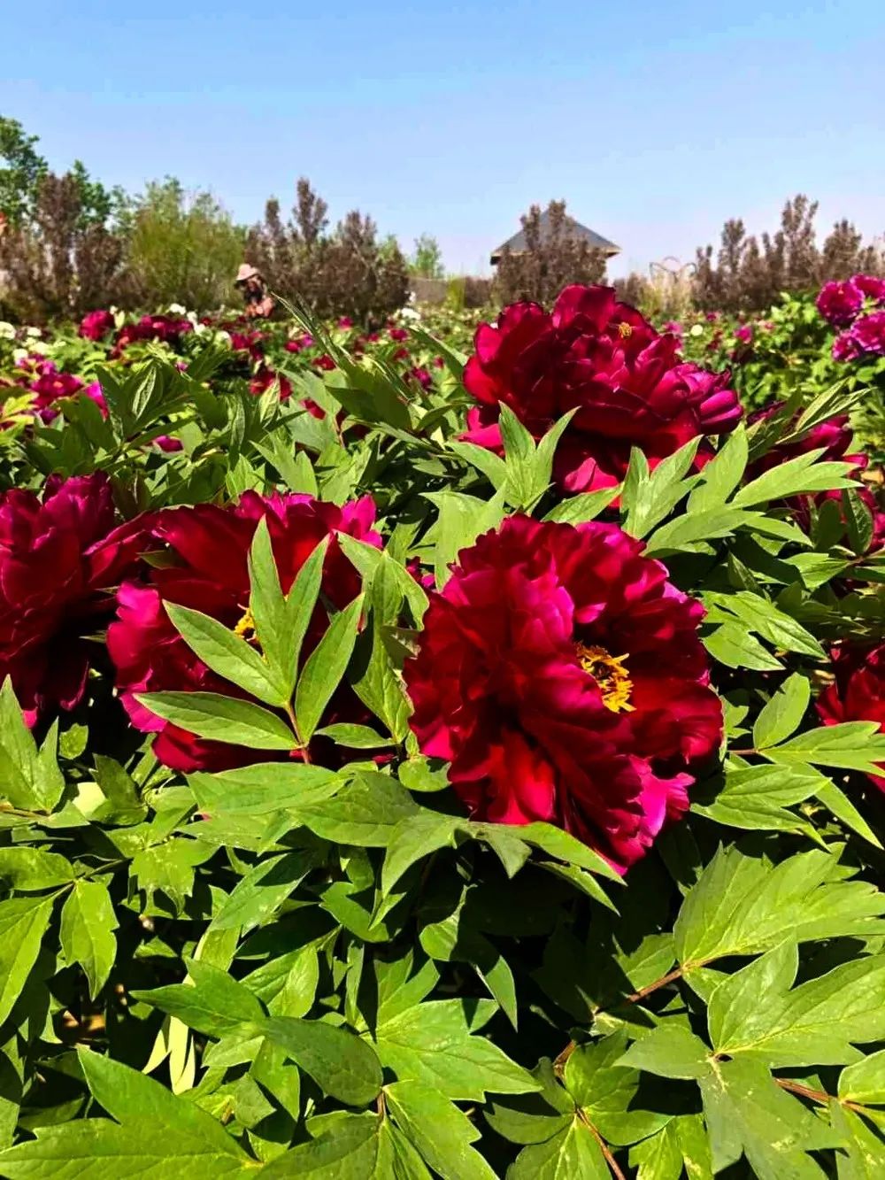 华酝牡丹园紫藤花,华酝牡丹园格桑花