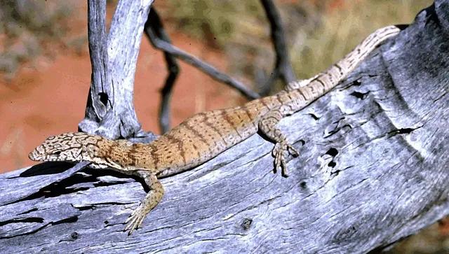 养守宫的乐趣是什么,如何跟守宫培养感情