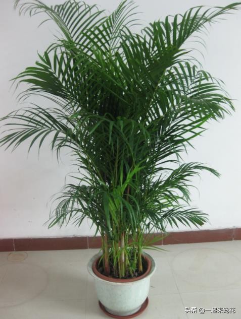 什么竹子盆栽好养,什么盆栽竹子好养活又好看