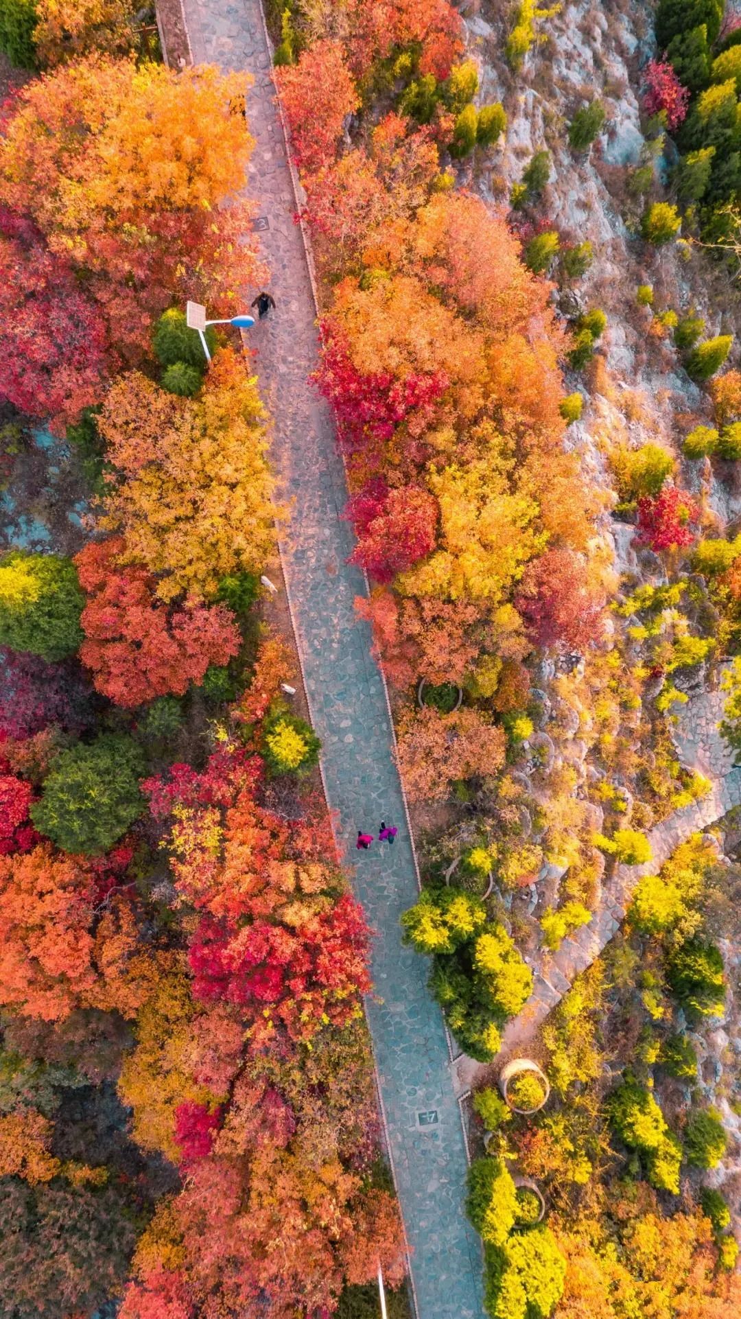 赏秋不远行就近赏秋景,赏秋何必去远方