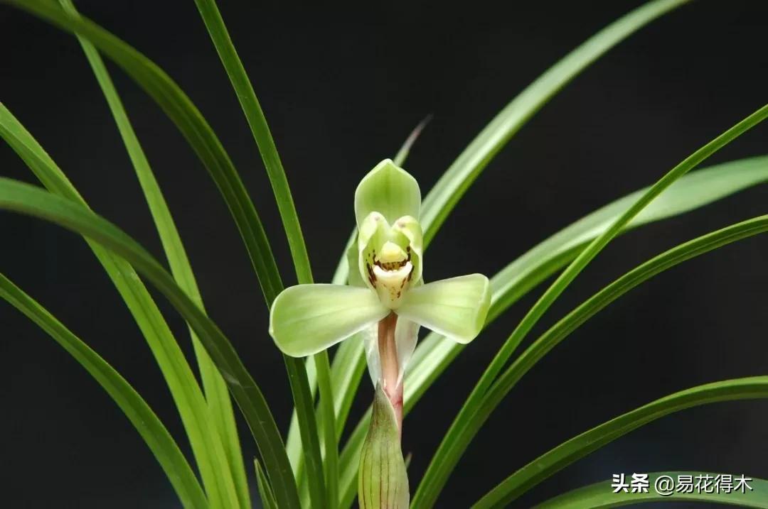 如何挑选兰花开花期的品种,兰花中最好养的品种推荐