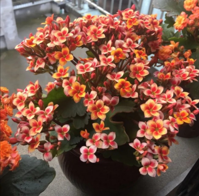 注意这4点，防止长寿花夏季黑腐或黑杆