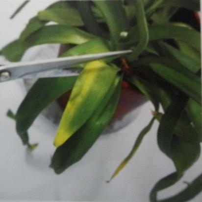 自在的旅人、敏感的心!盆栽天鹅绒