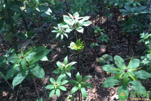 重楼病虫害专用药,重楼种植技术及病虫害防治