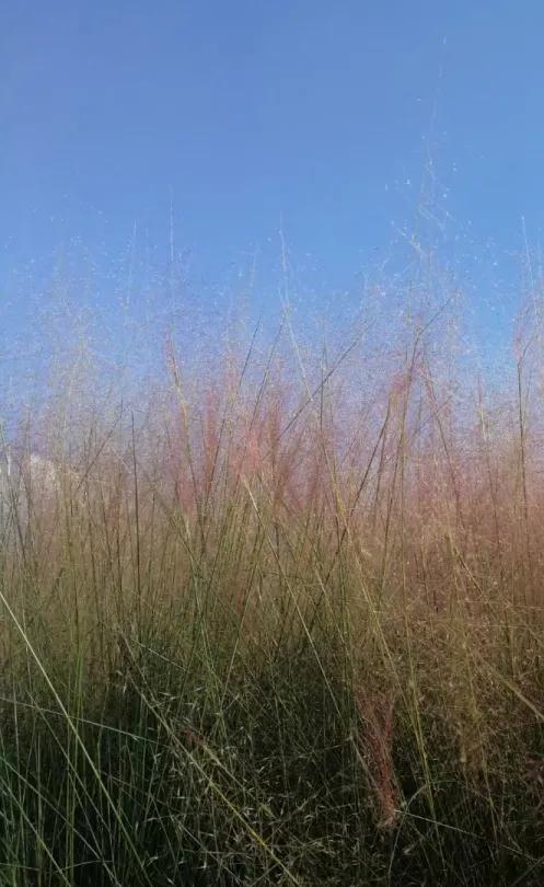 金的功用,金的功能主治