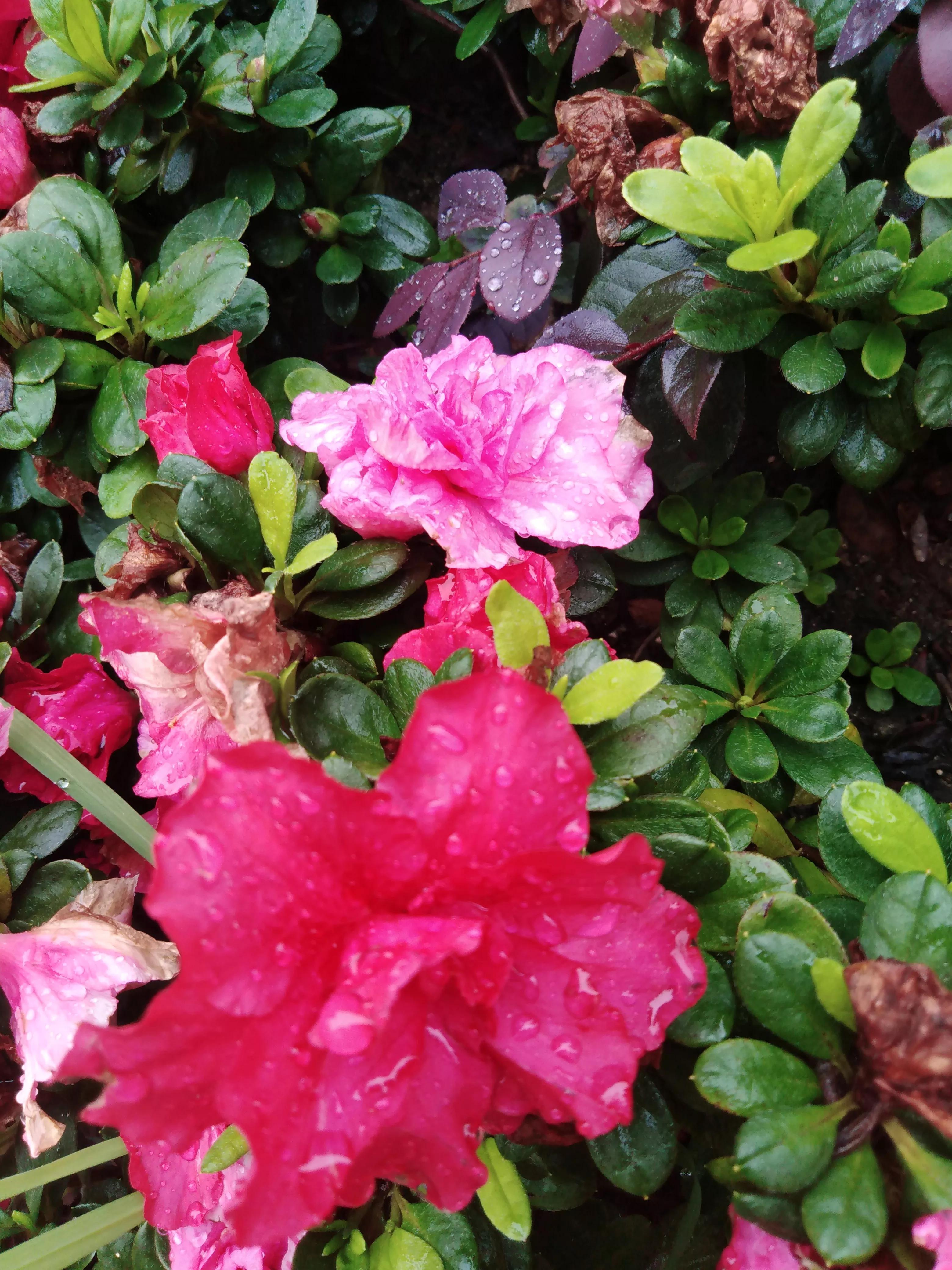 嘴长毛短浅含膘,嘴长毛短浅含膘是什么生肖