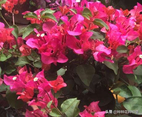 三角梅的花期是几月份至几月份,中国红三角梅花期长久吗