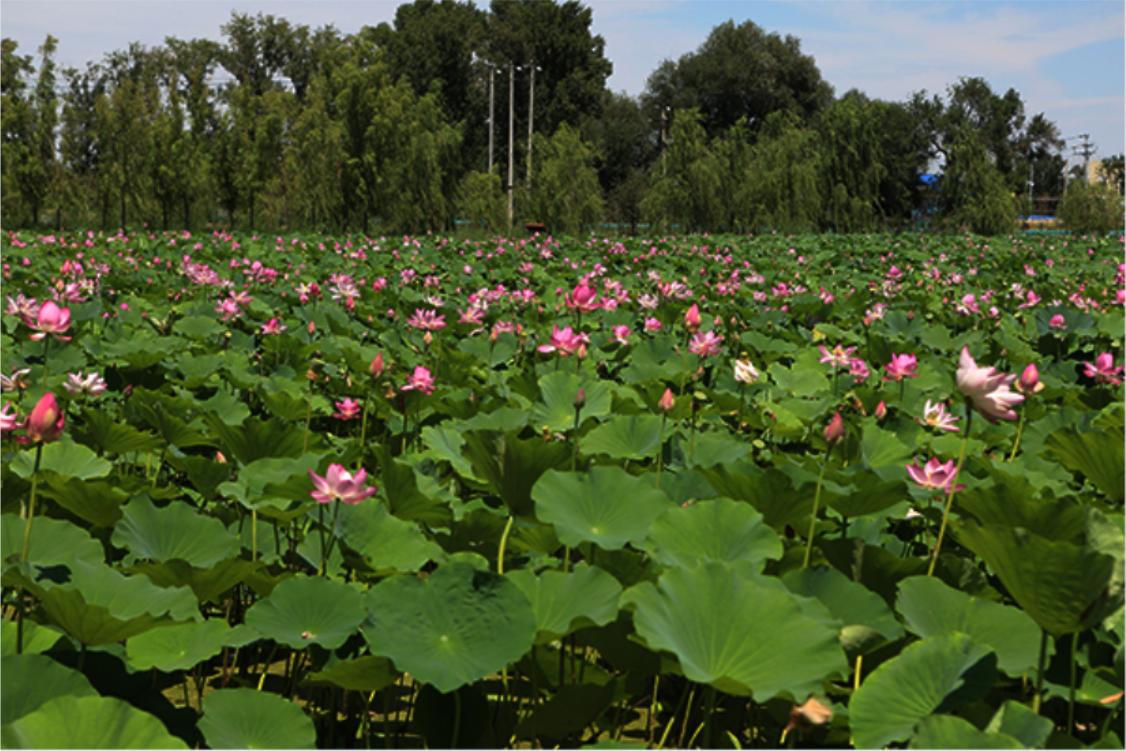 新疆五家渠新天地,新疆五家渠青格达湖风景区