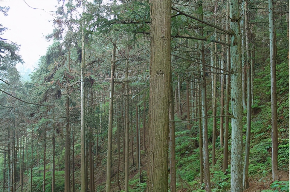 杉木芯如何分辨好坏,香杉木芯生态板好坏分辨