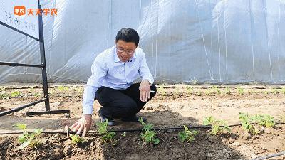 草莓苗弱苗怎样变壮苗,草莓苗怎么促壮