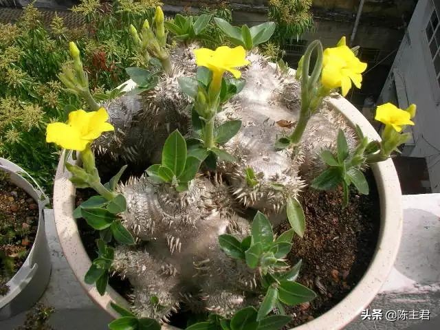 十大最贵法师多肉排行榜,玉露多肉最贵多少钱一棵