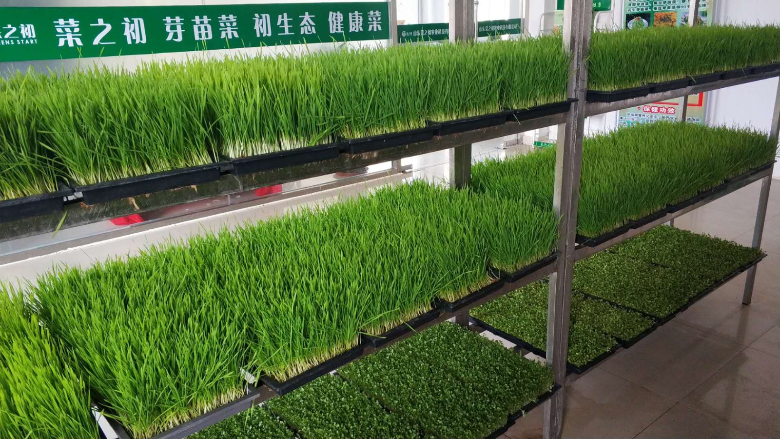 芽苗菜市场的开发前景,深度剖析芽苗菜这个创业项目