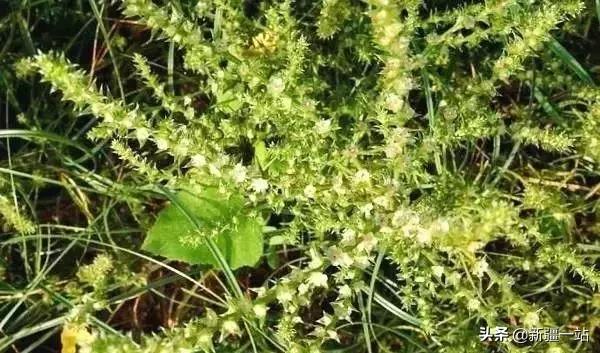 新疆的特殊植物,新疆戈壁上常见的植物