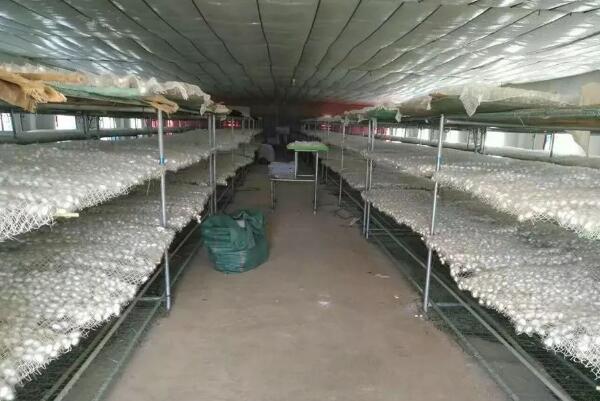 农民养蚕秘方,农户养蚕的方法和步骤图