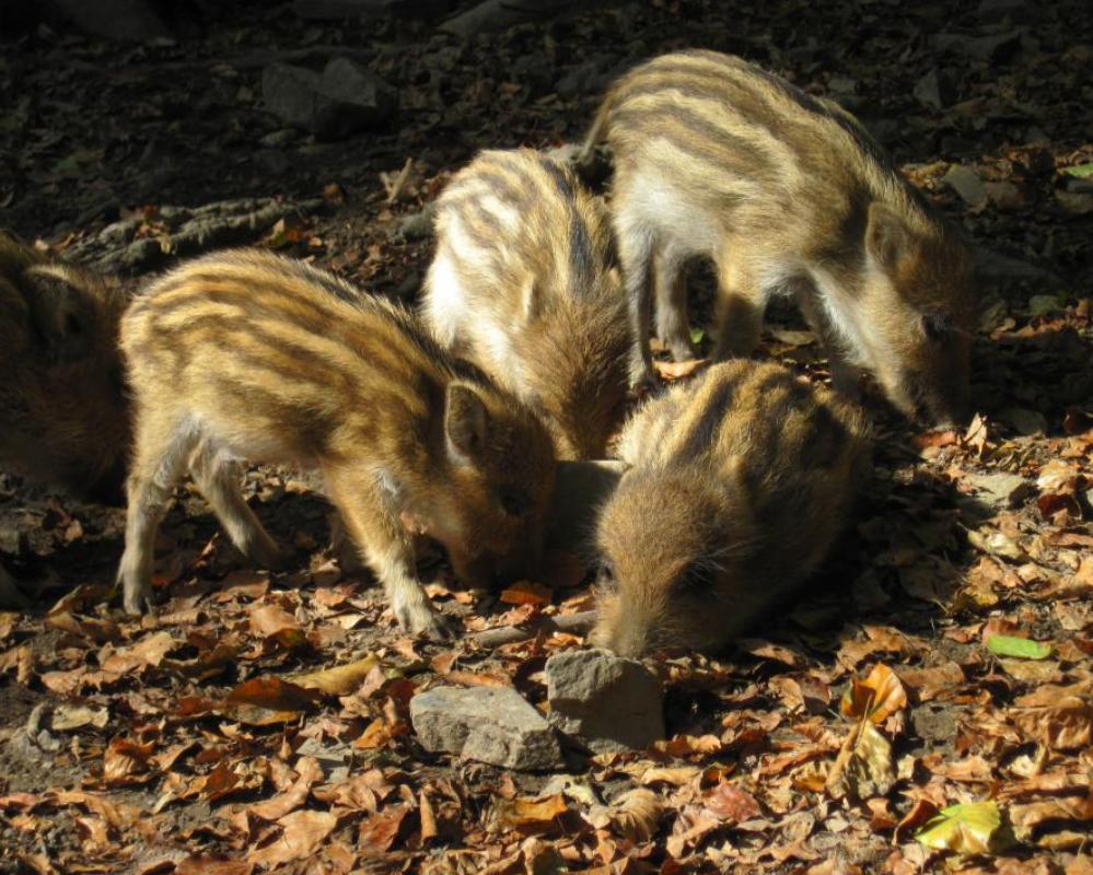 深山打猎遇到凶悍野猪,在户外遇到野猪真实视频