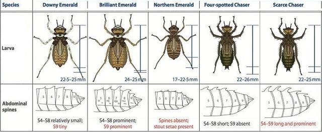 夏天捕捉蜻蜓,夏天捉飞虫