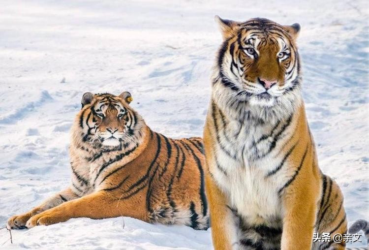老虎和狮子到底哪个更厉害呢,老虎和狮子到底谁更厉害