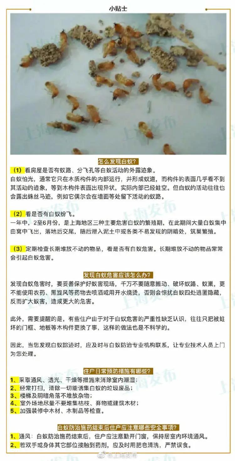 白蚁上门防治必看,全国白蚁防治中心官方网站