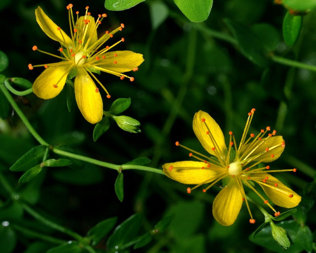 生日鲜花用哪几种花,代表友谊长存和生日快乐花语的花