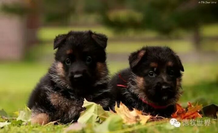 德国牧羊犬图片霸气大全集,德国牧羊犬图片精品