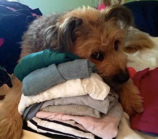 安检时猫在行李箱,安检行李箱有只猫