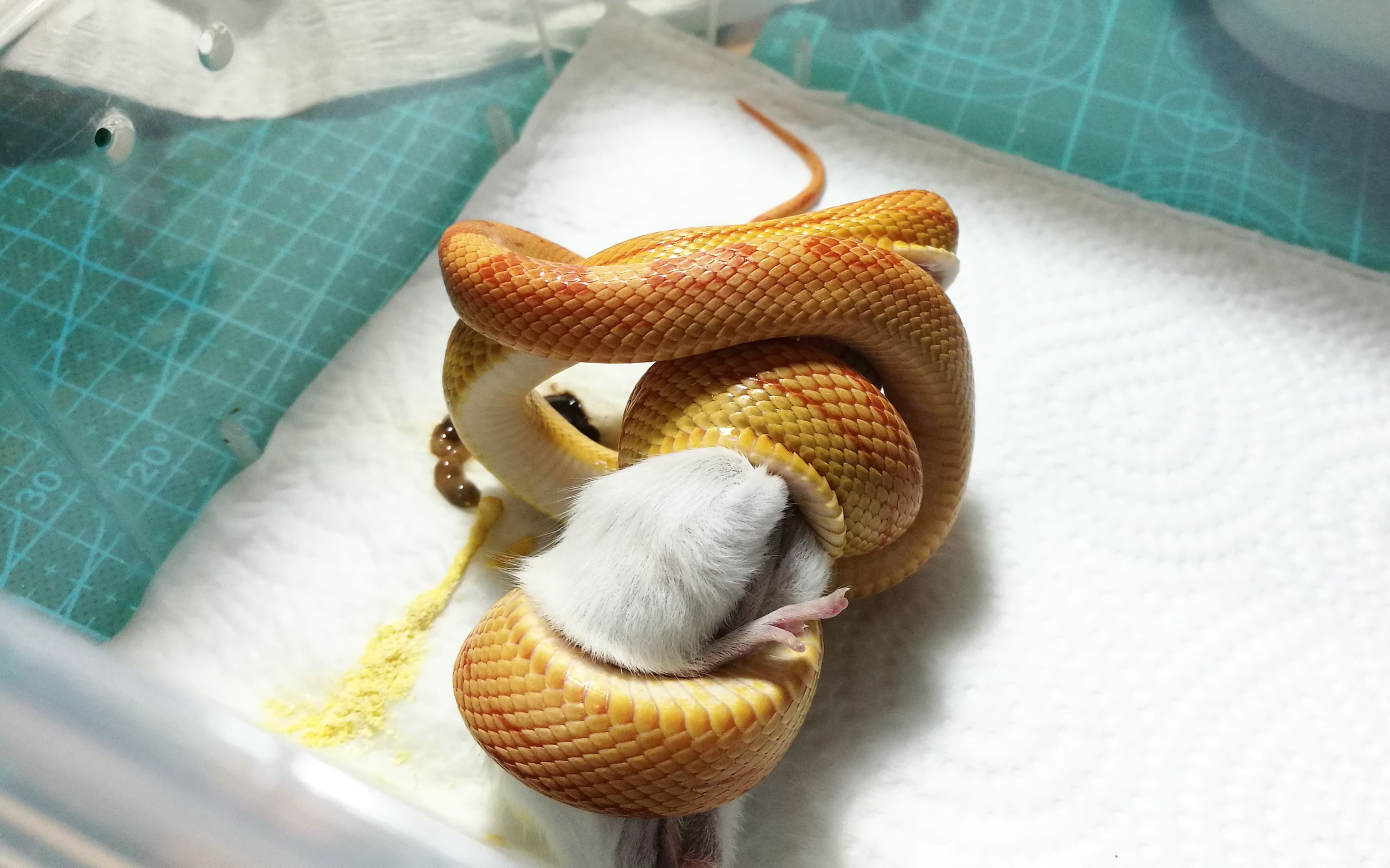 被蛇咬住应该捏住什么地方,被蛇咬了怎么能让它松口