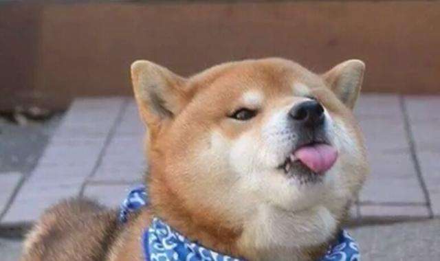 高蛋白低脂营养膏宠物,美施美康宠物营养膏