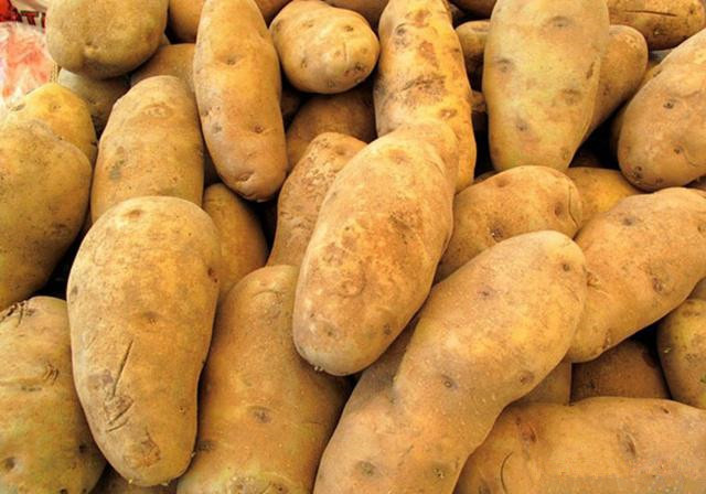 春播马铃薯栽培技术,马铃薯的种植技术教学视频