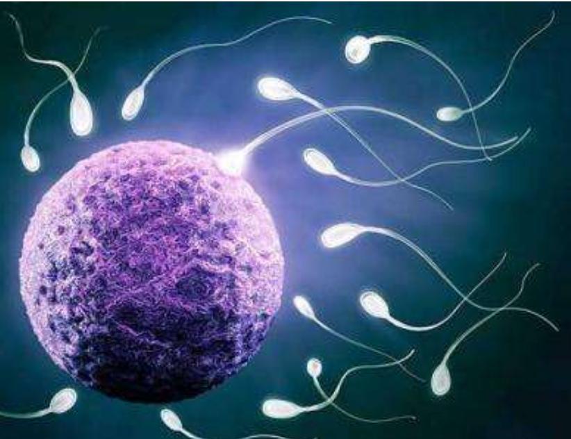 酸死的、累死的、迷路的，原来精子经历这么多坎坷，才能遇到卵子