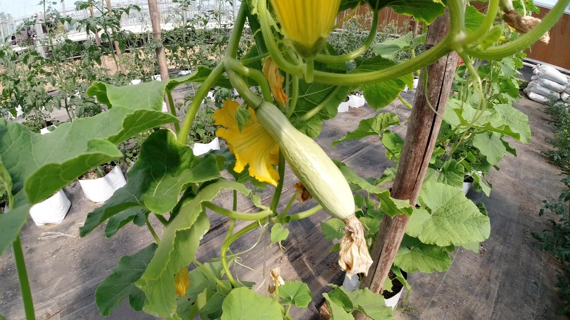 南瓜到底是主蔓结瓜还是侧蔓结瓜,南瓜种植方法全过程