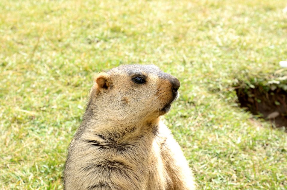 除了蝙蝠还有哪些动物发出超声波,三种动物不能吃蝙蝠