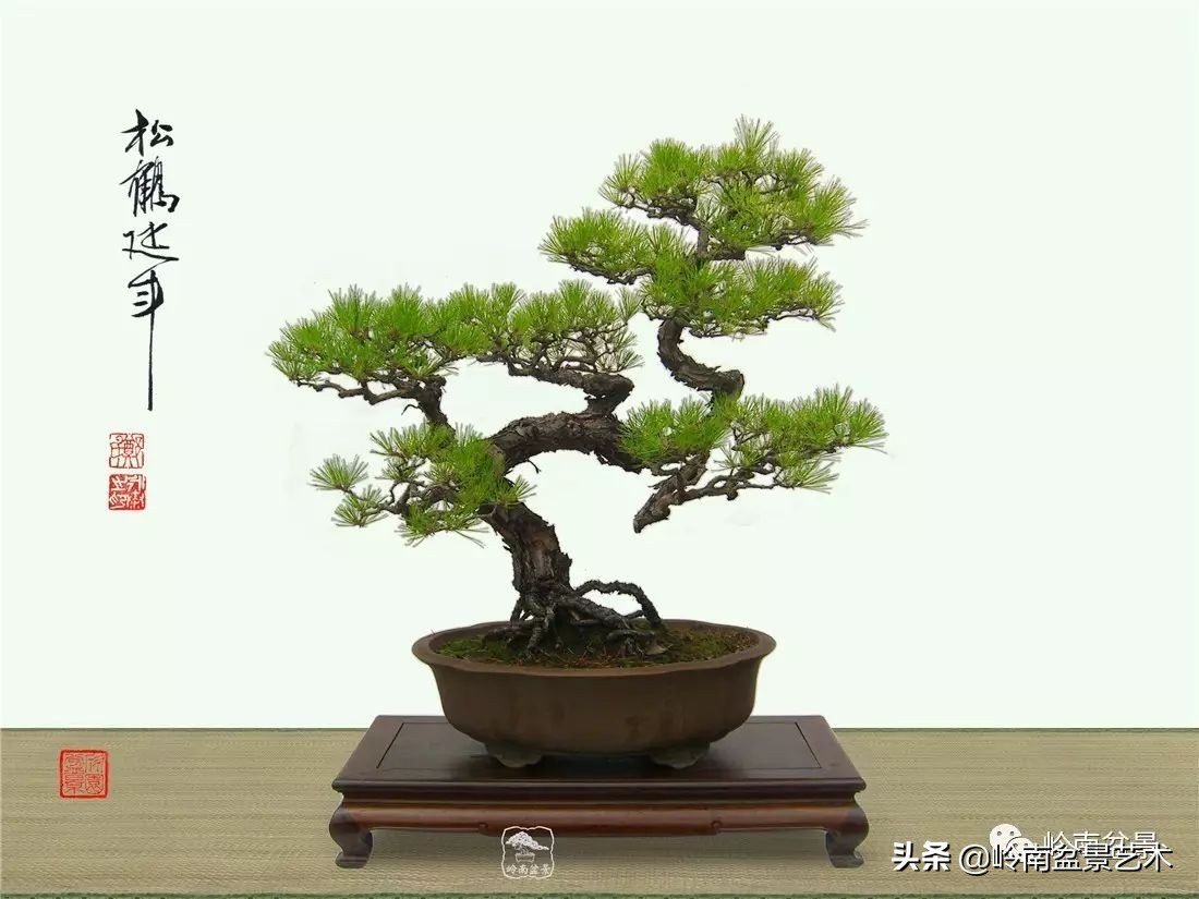 山松马尾松盆景,盆景大师郑永泰有书吗