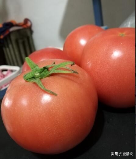 盒马鲜生代购和盒马鲜生的区别,盒马鲜生水果质量怎么样