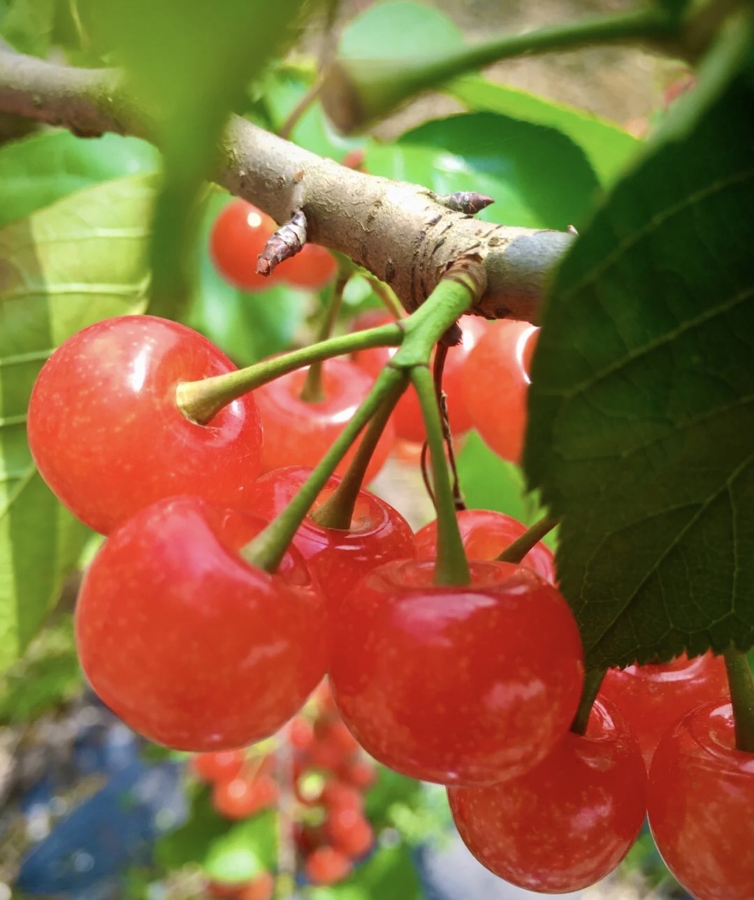 山东樱桃哪的最好,国内最好的樱桃产区