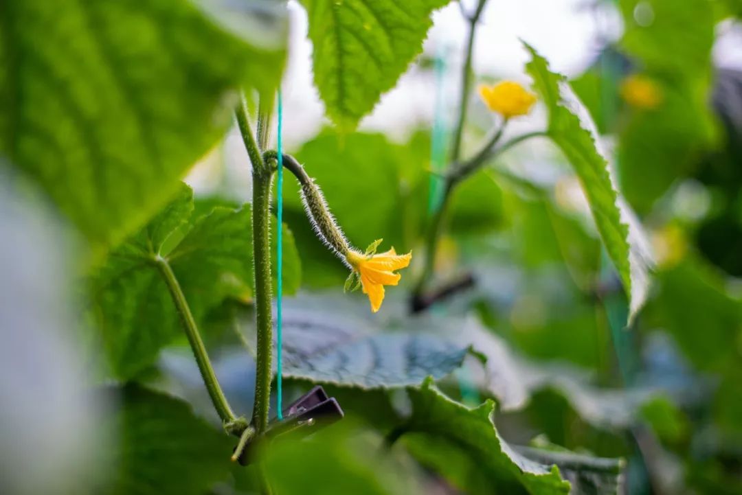 隐匿于大连的这片清澈之地，看的是蓝天白云，呼吸的是草木芬芳