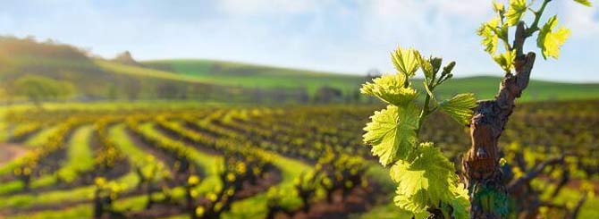 澳大利亚葡萄酒怎么那么难喝,澳大利亚湖泊酒庄干红葡萄酒