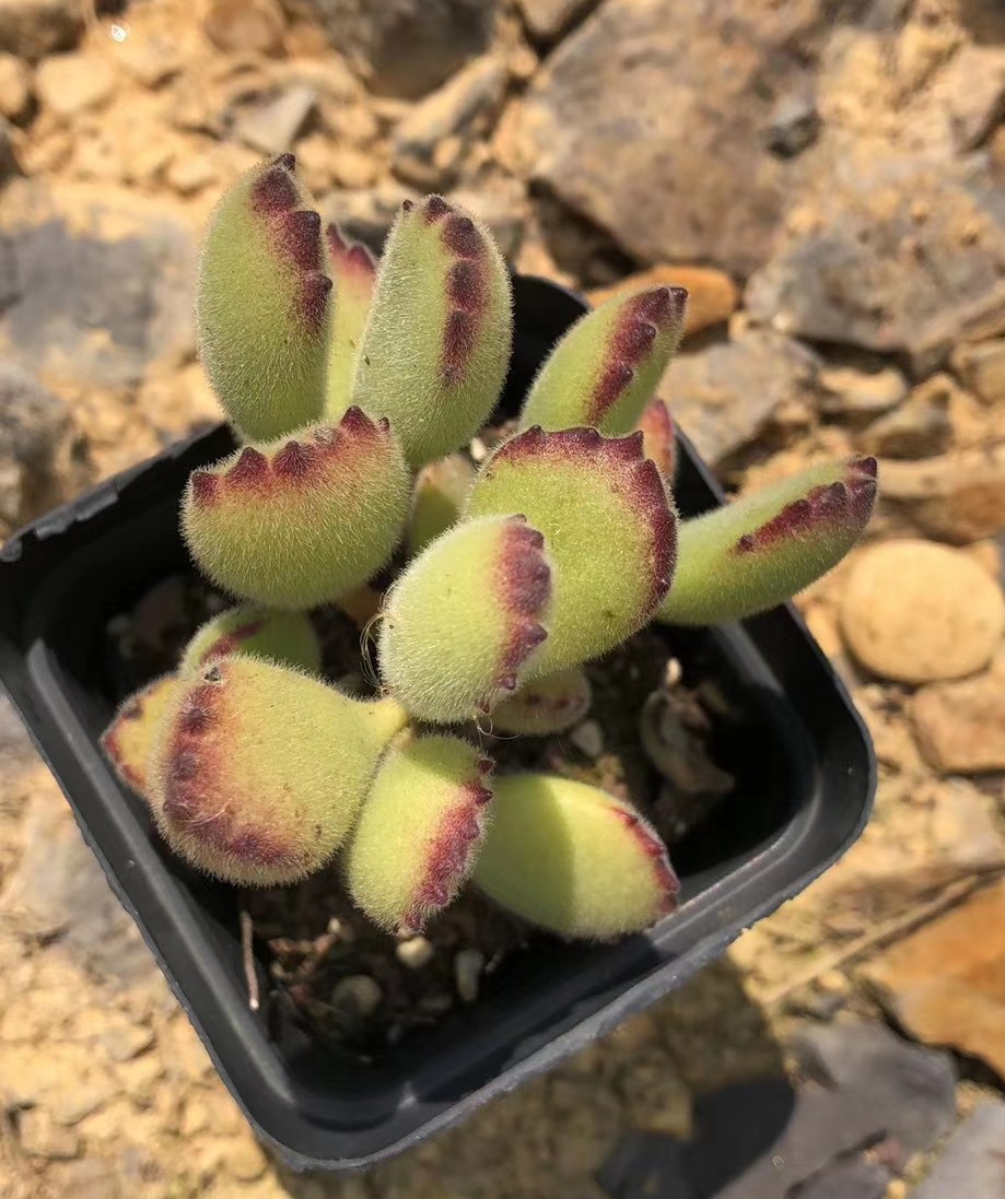 多肉熊童子叶子掉了怎么办,多肉熊童子叶片怎么清理