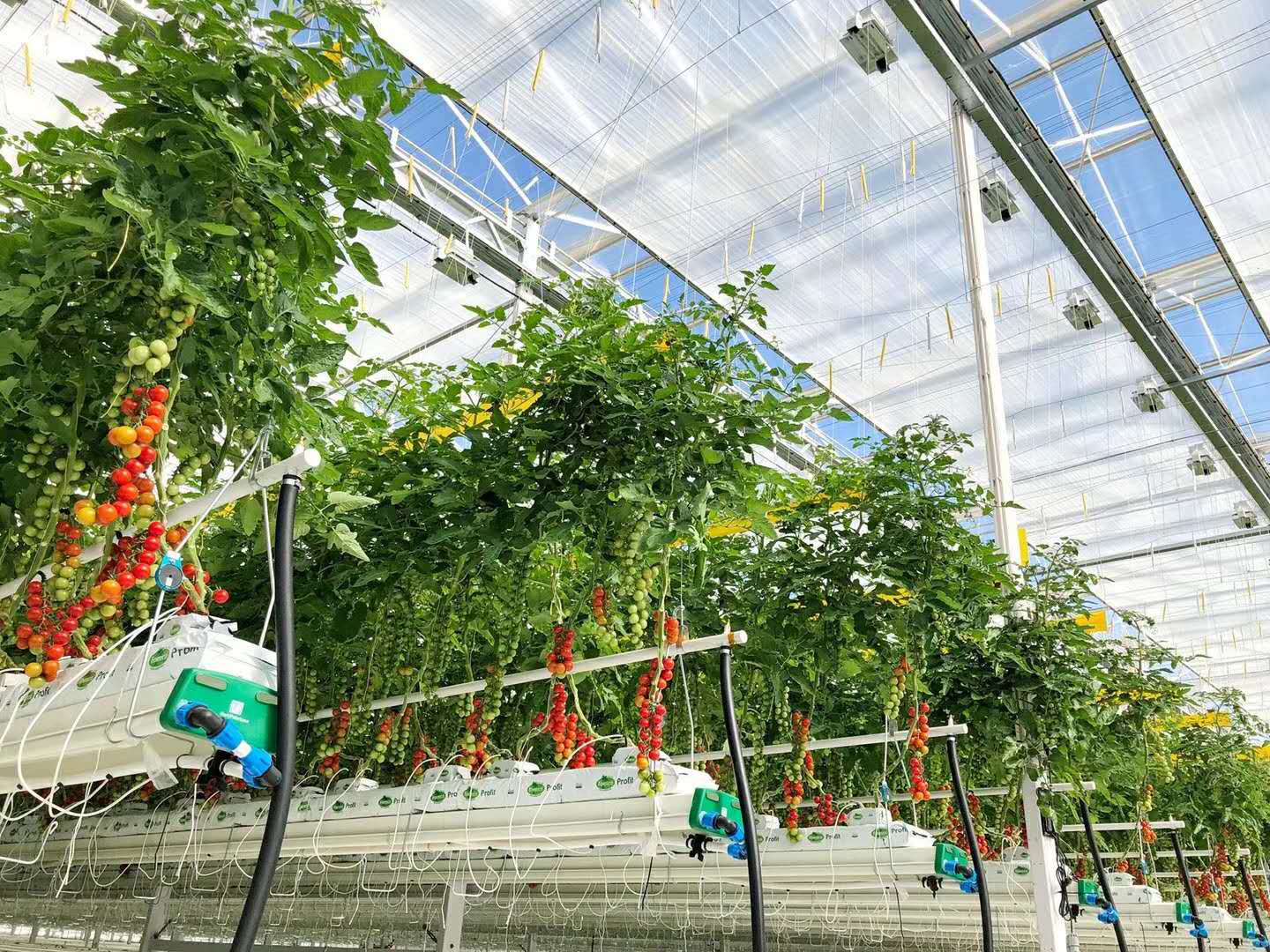 无土栽培发展的问题,无土栽培有什么开发前景