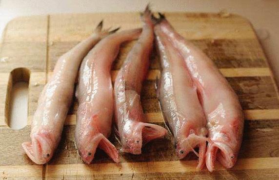 鲤鱼鲫鱼主要吃什么长得快,鲤鱼鲫鱼营养区别