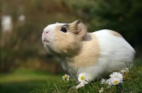 遇到惊吓便流产！天竺鼠胆子到底有多小？为啥会如此胆小呢？